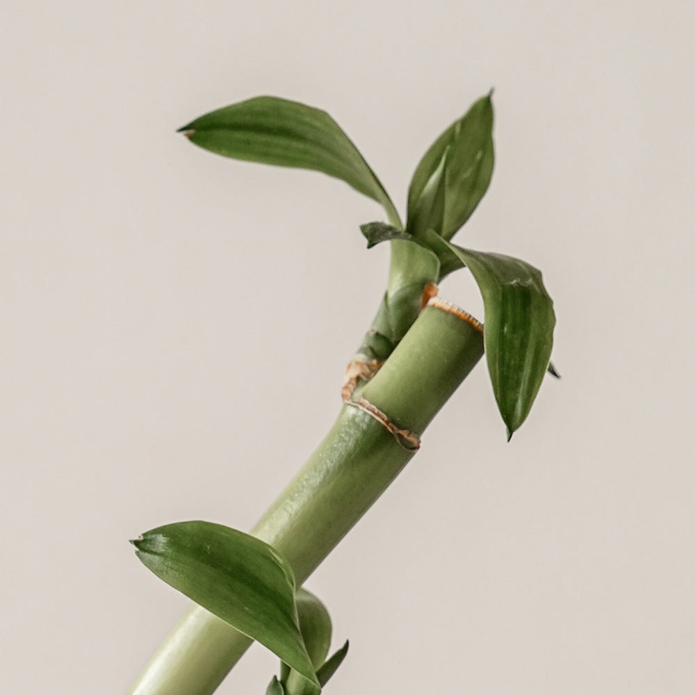 KAINE Green Calm Aqua Creme