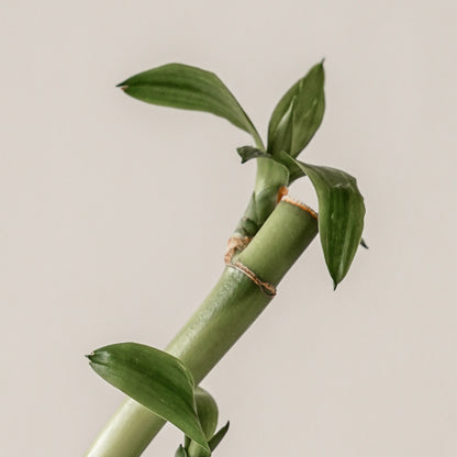 KAINE Green Calm Aqua Creme